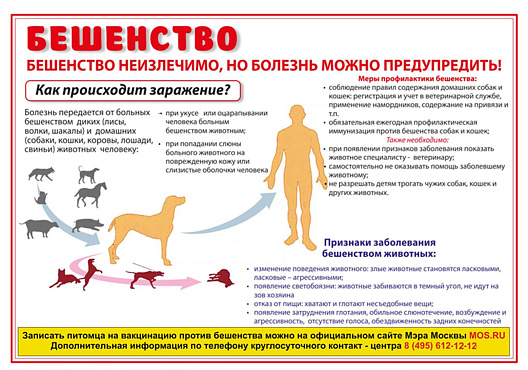ПРОФИЛАКТИКА БЕШЕНСТВА ЖИВОТНЫХ